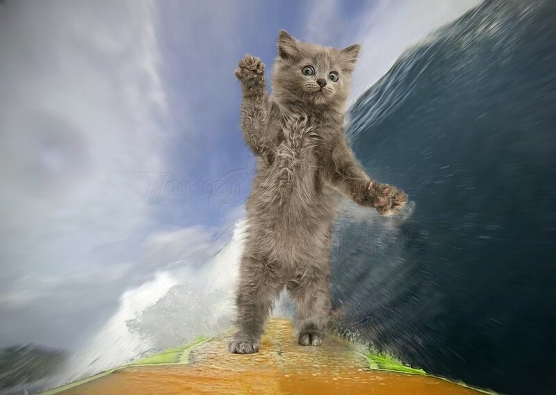Fluffy Gray Kitten — Dramatic, Digital Art