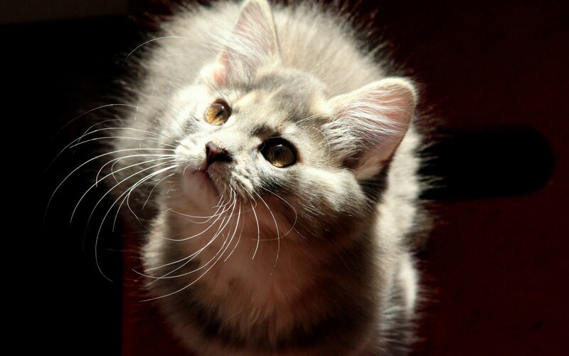 Fluffy Gray Kitten — Dramatic, Photograph