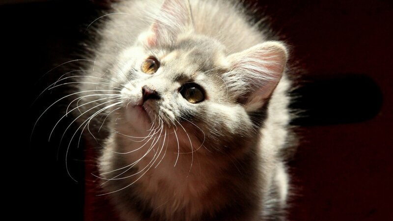 Fluffy Gray Kitten — Dramatic, Photograph, Whiskers