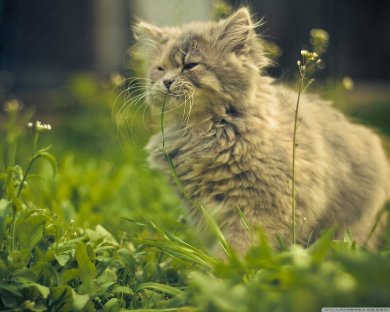 Fluffy Gray Kitten — Green, Calm