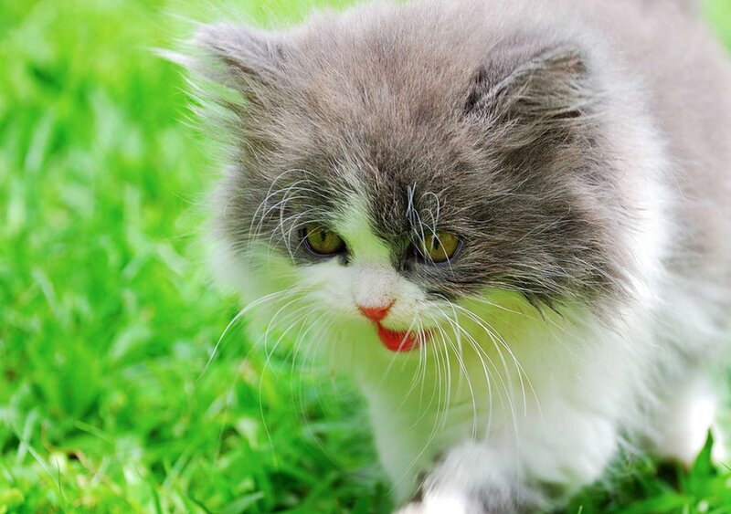 Fluffy Gray Kitten — Green, Curious