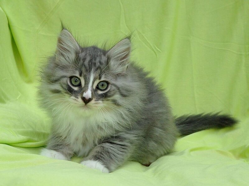 Fluffy Gray Kitten — Green