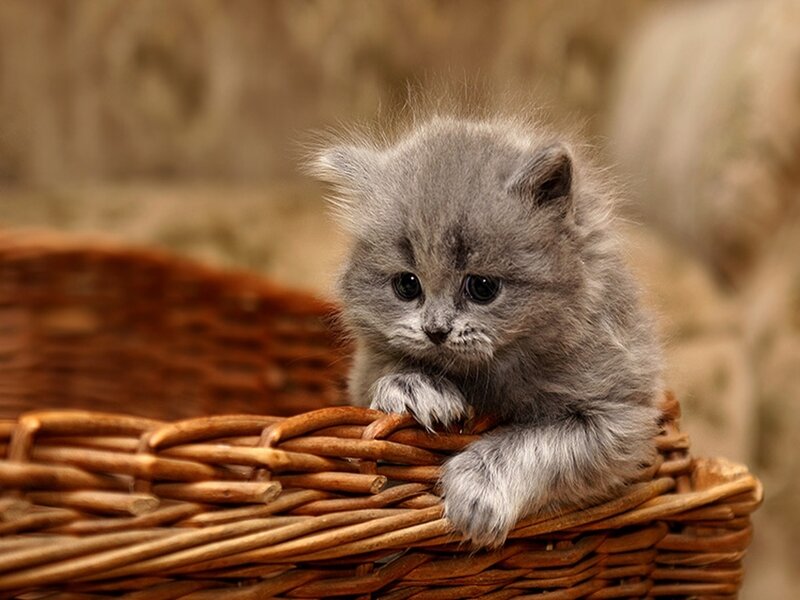 fluffy gray kitten in basket