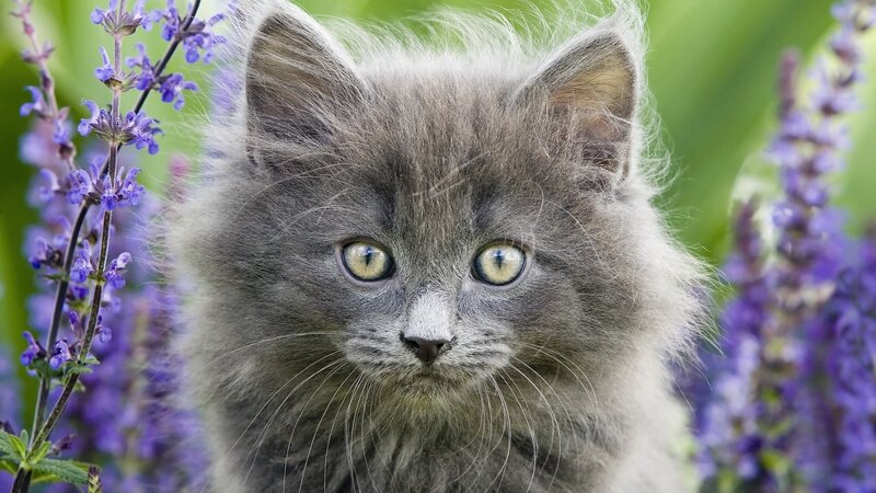 fluffy gray kitten in flowers
