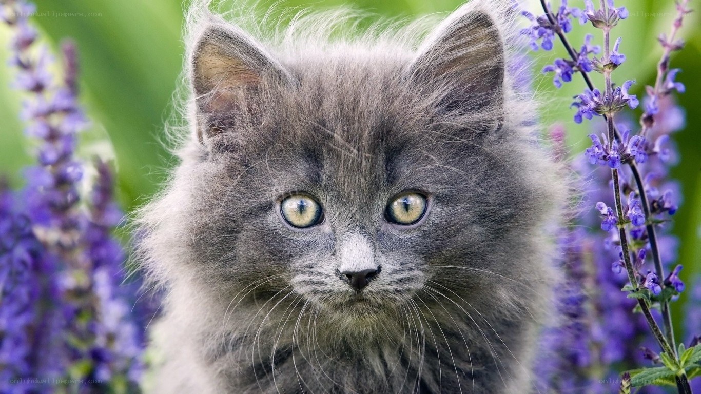 fluffy gray kitten in flowers