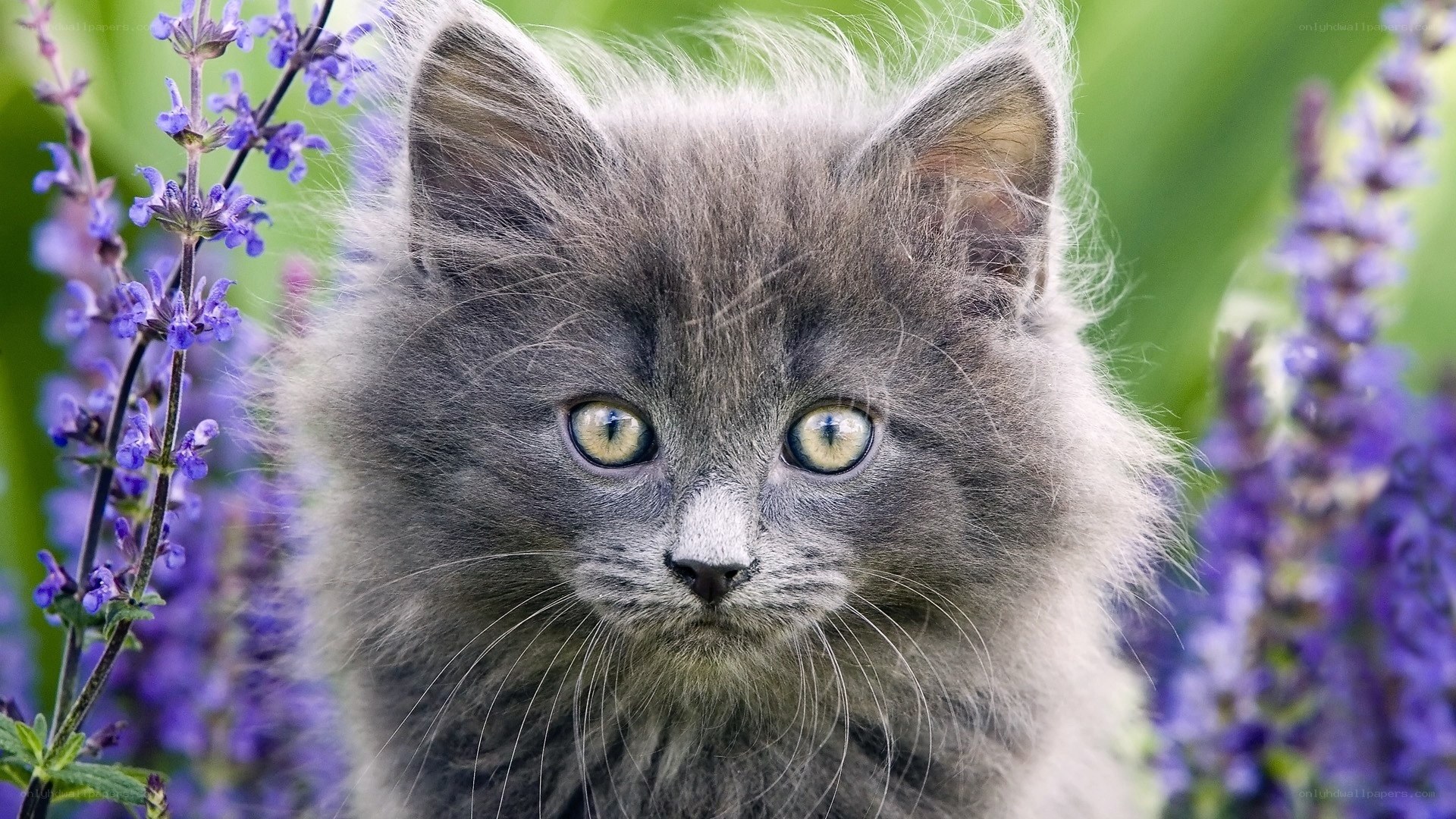 fluffy gray kitten in flowers