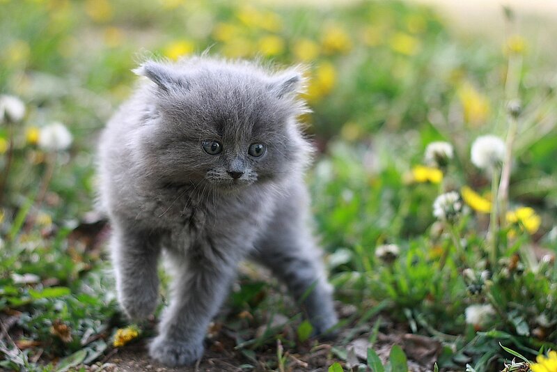 fluffy gray kitten in grass