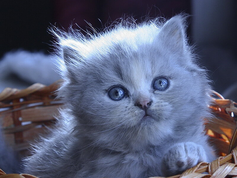 Fluffy Gray Kitten — Innocent, Photograph, Basket