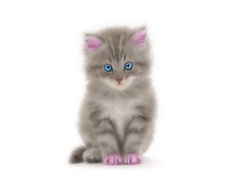 Fluffy Gray Kitten — Innocent, Photograph, Blue Eyes