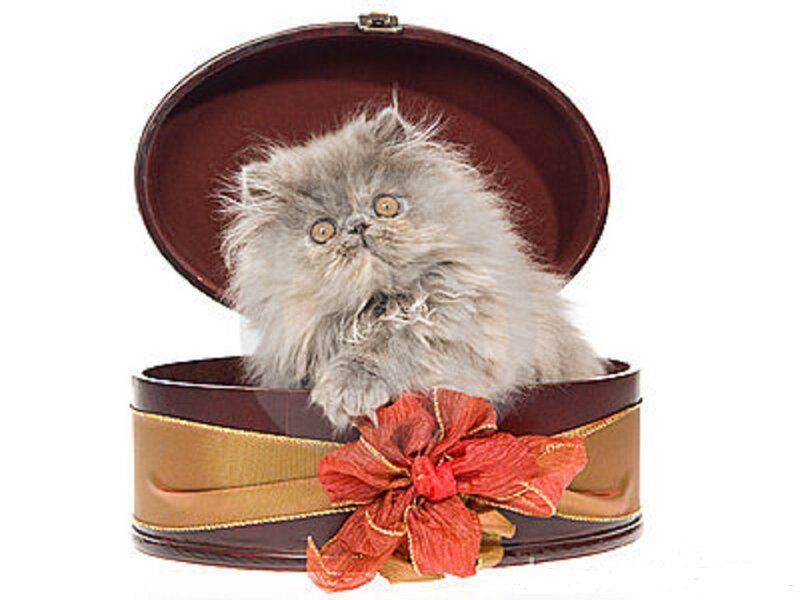 Fluffy Gray Kitten — Innocent, Photograph, Box
