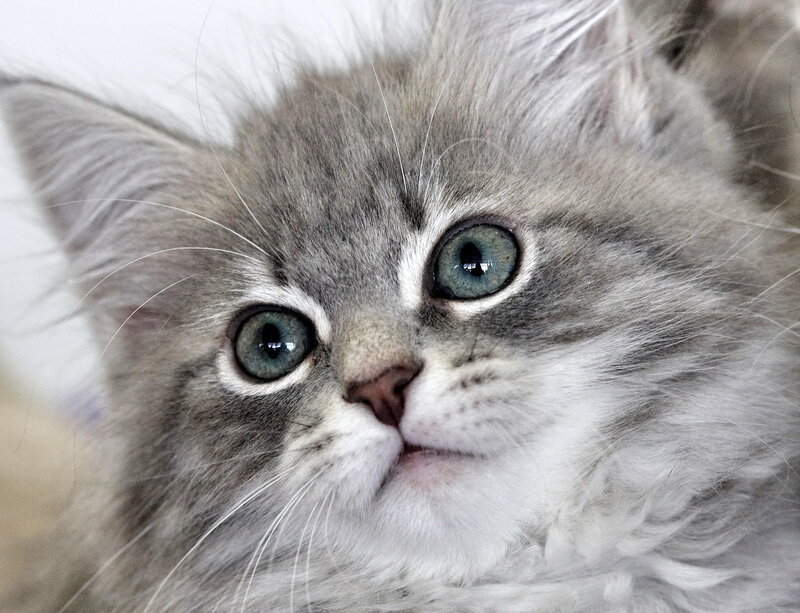 Fluffy Gray Kitten — Innocent, Photograph, Eyes