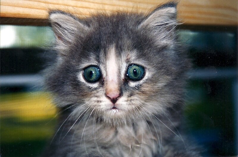 Fluffy Gray Kitten — Innocent, Photograph