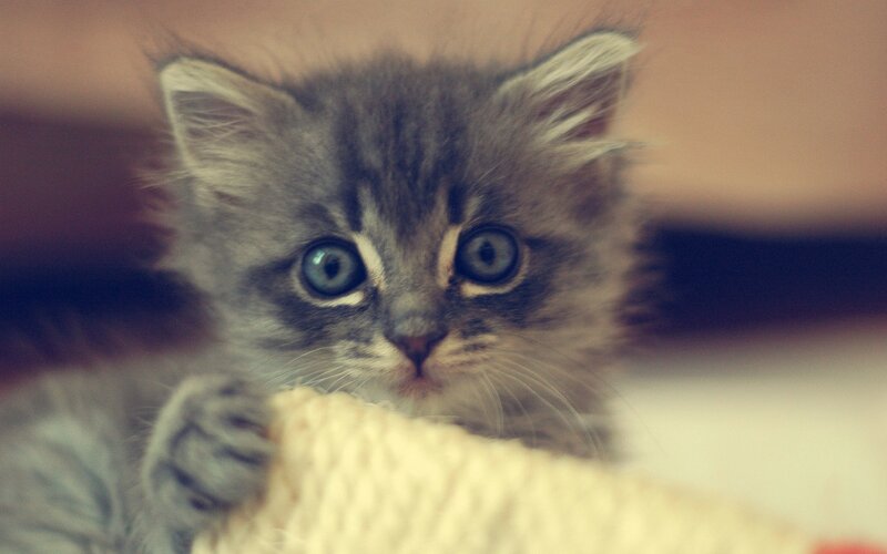 Fluffy Gray Kitten — Innocent, Photograph, Toy