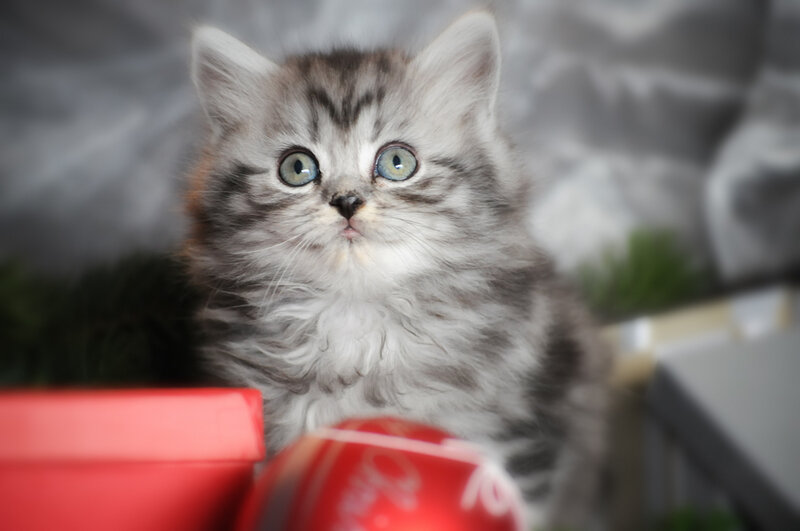 Fluffy Gray Kitten — Innocent