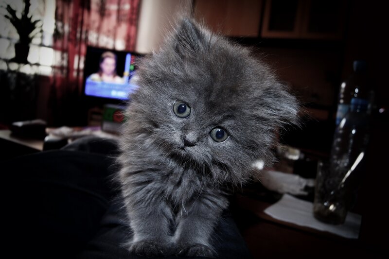 fluffy gray kitten looking at camera