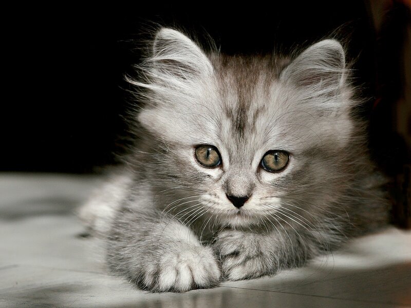 fluffy gray kitten lying down