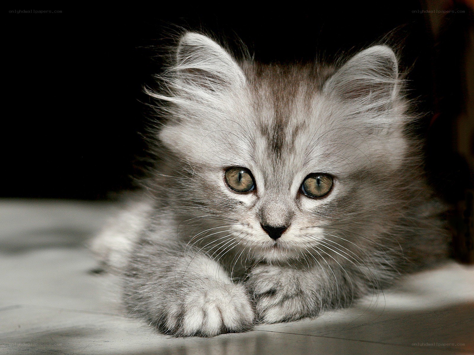fluffy gray kitten lying down