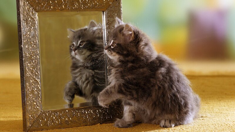 Fluffy Gray Kitten — Mirror