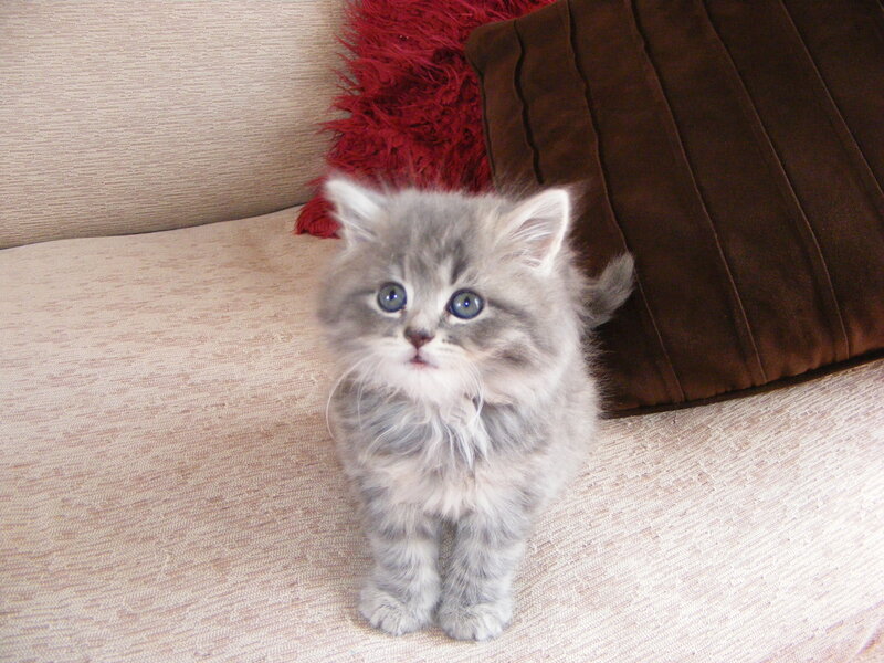 fluffy gray kitten on couch