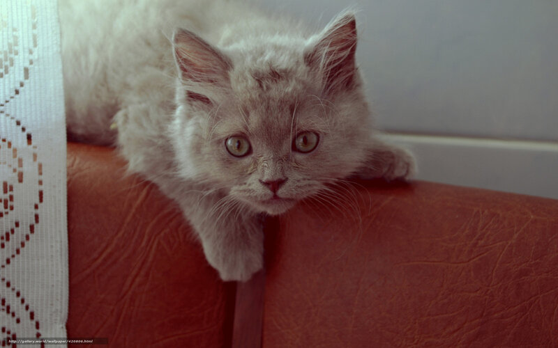 fluffy gray kitten on couch