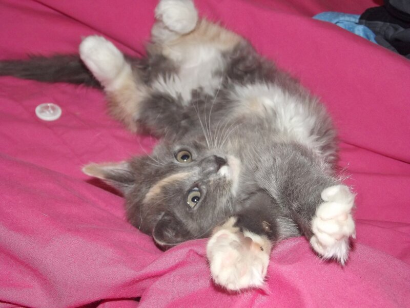 Fluffy Gray Kitten — Pink