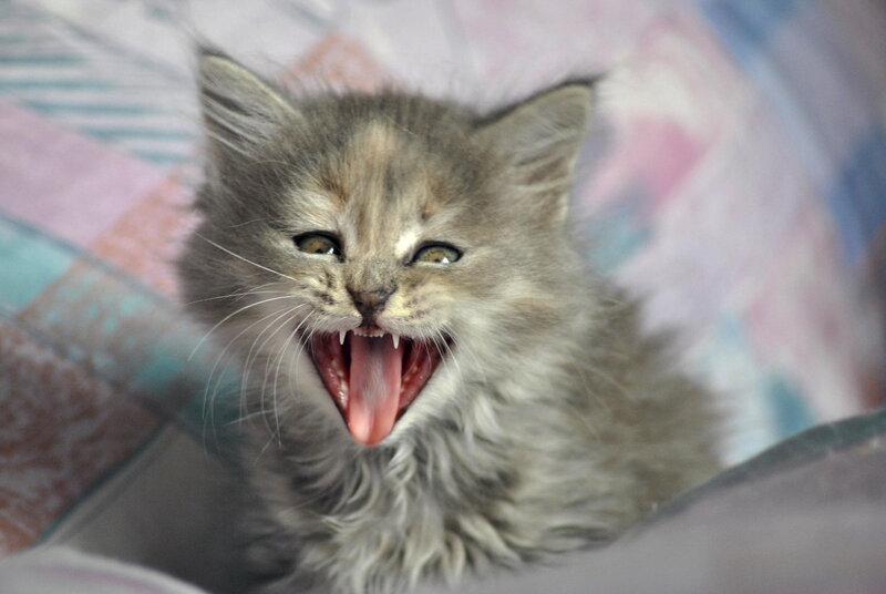 Fluffy Gray Kitten — Playful, Photograph, Blanket
