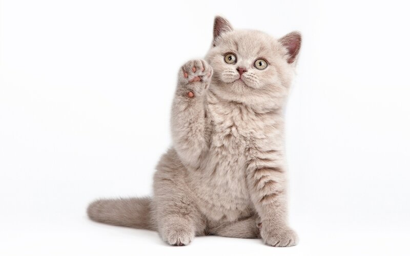 Fluffy Gray Kitten — Playful, Photograph, Paw