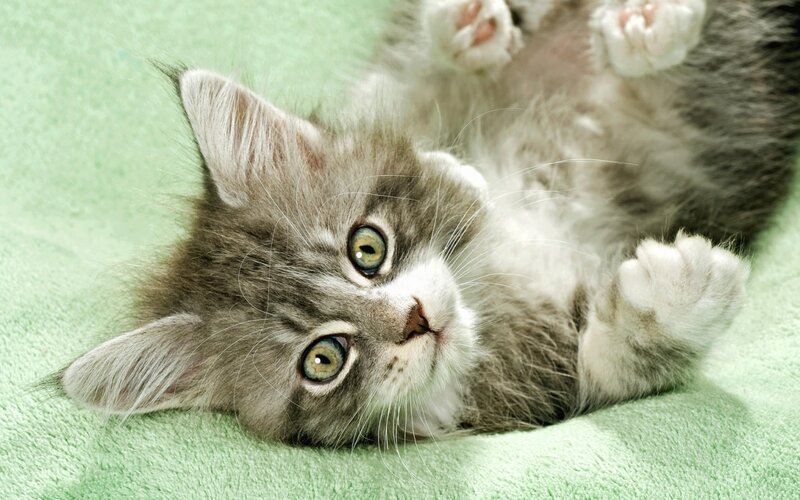 Fluffy Gray Kitten — Playful, Photograph