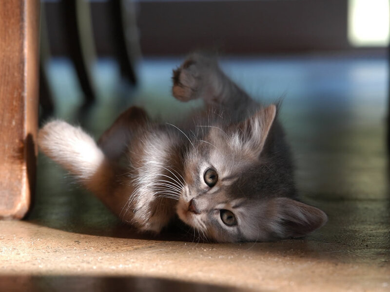 Fluffy Gray Kitten — Playful