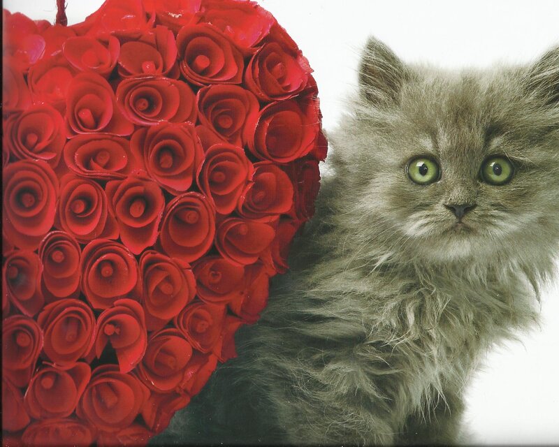 Fluffy Gray Kitten — Red