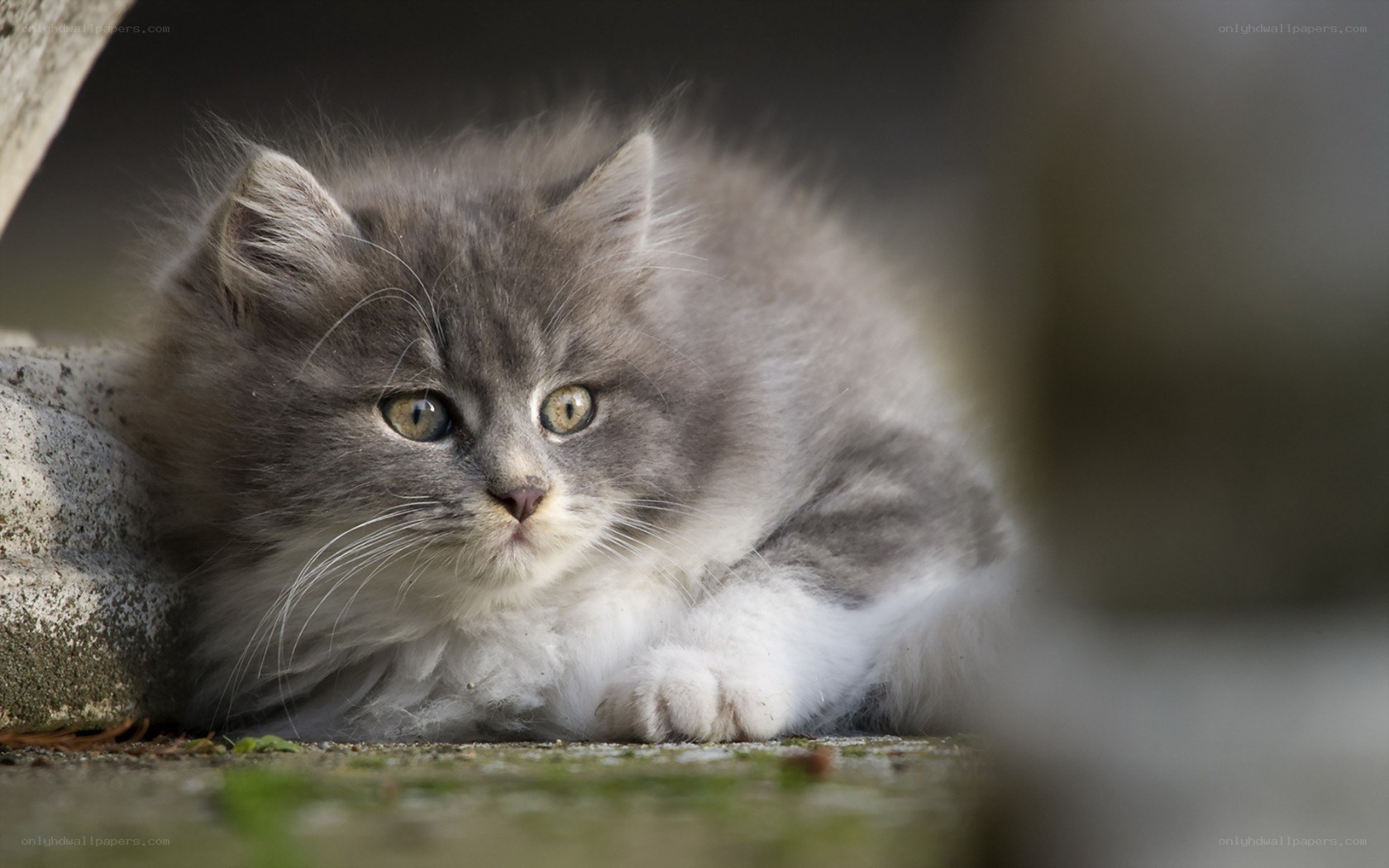 fluffy gray kitten resting