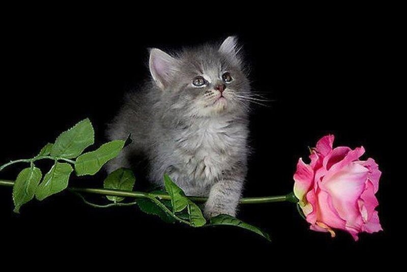 Fluffy Gray Kitten — Serene, Photograph