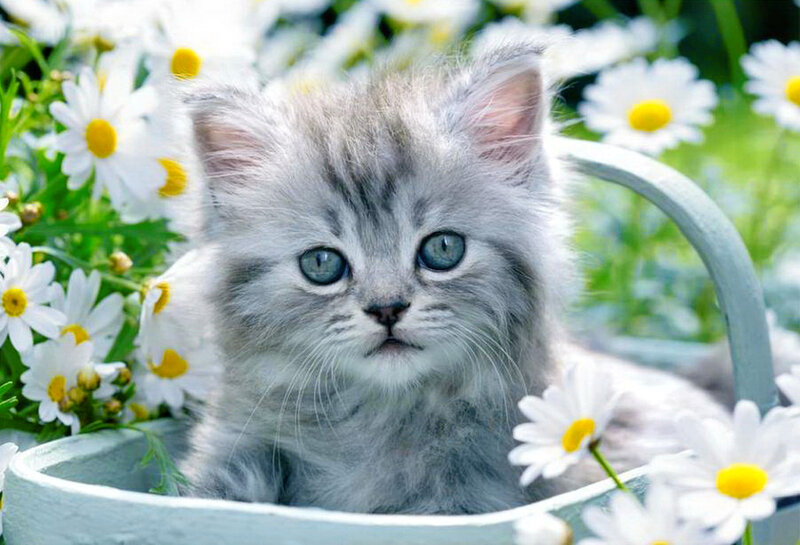 Fluffy Gray Kitten — Serene, Spring, Photograph, Daisies