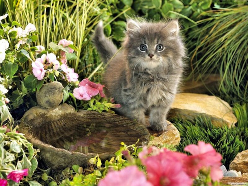 Fluffy Gray Kitten — Serene, Spring, Photograph, Flowers
