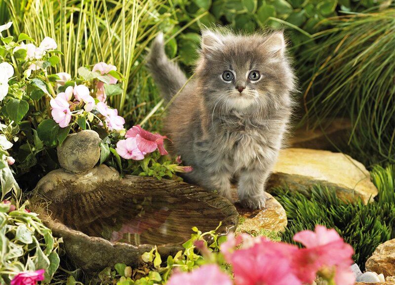 Fluffy Gray Kitten — Serene, Spring, Photograph