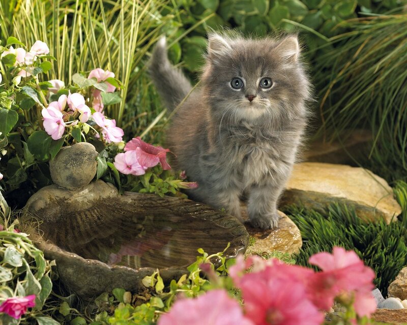 Fluffy Gray Kitten — Serene, Spring
