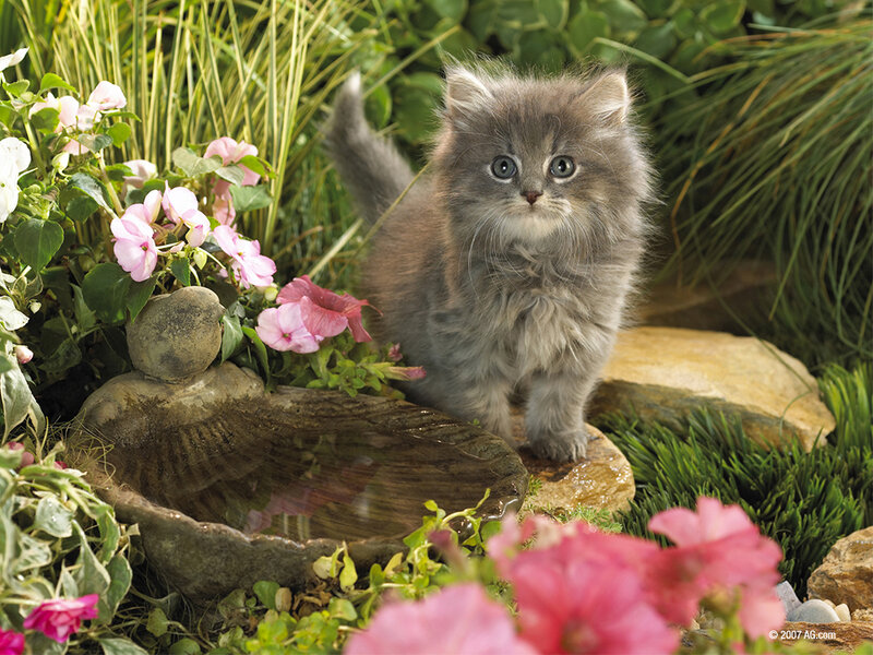 Fluffy Gray Kitten — Serene