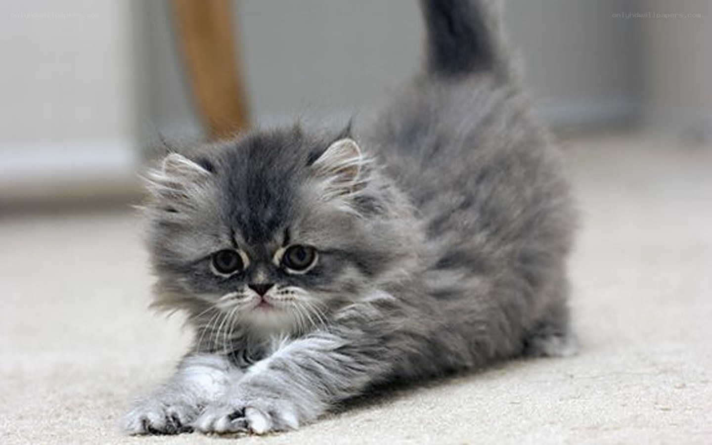 fluffy gray kitten stretching