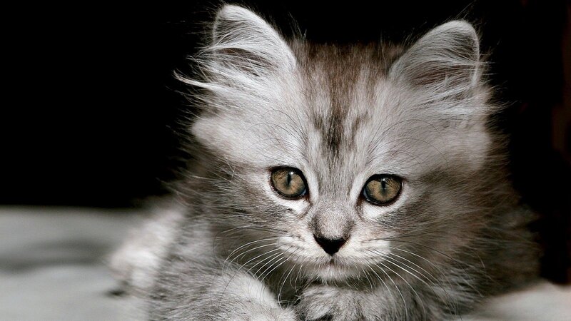 fluffy gray kitten