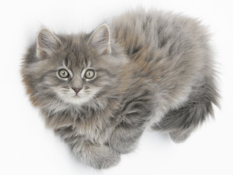 Fluffy Gray Kitten — White Background