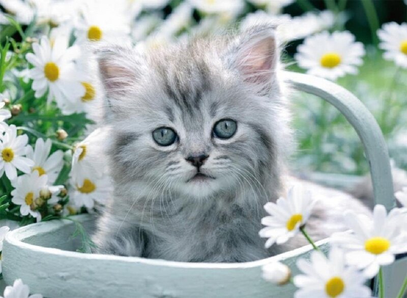 Fluffy Gray Kitten — White