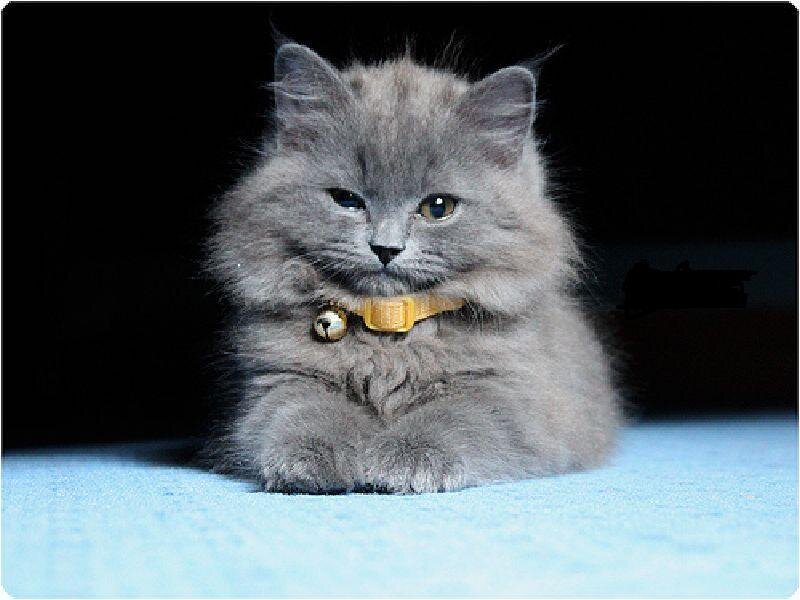 fluffy gray kitten with bell