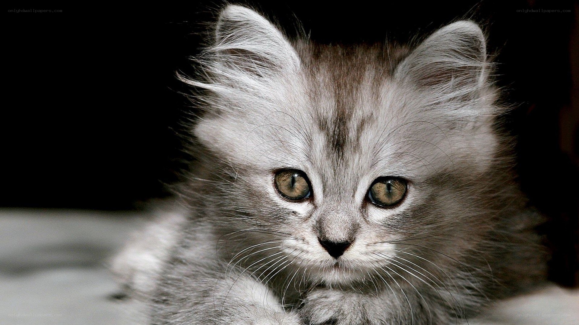 fluffy gray kitten
