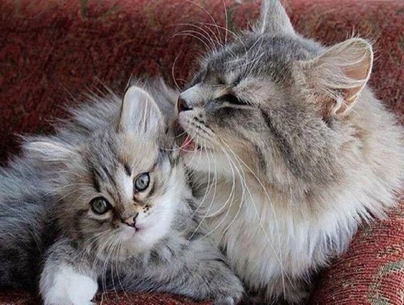 Fluffy Gray Kittens — Calm, Photograph