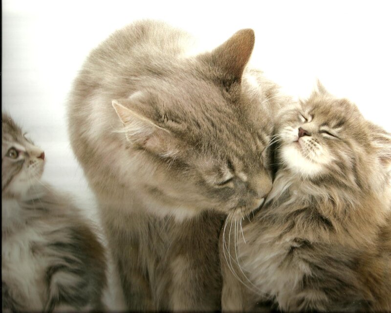 Fluffy Gray Kittens — Calm