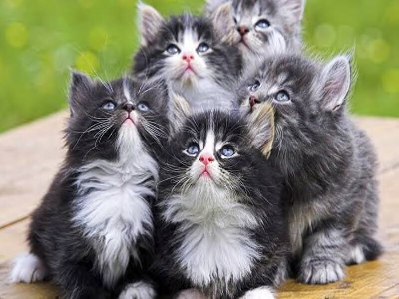 Fluffy Gray Kittens