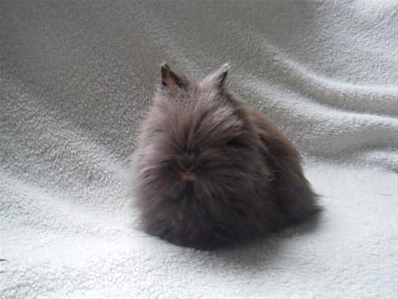 Fluffy Gray Rabbit — Calm, Photograph