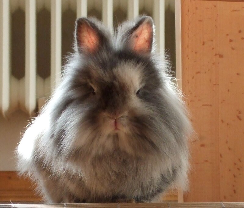fluffy gray rabbit