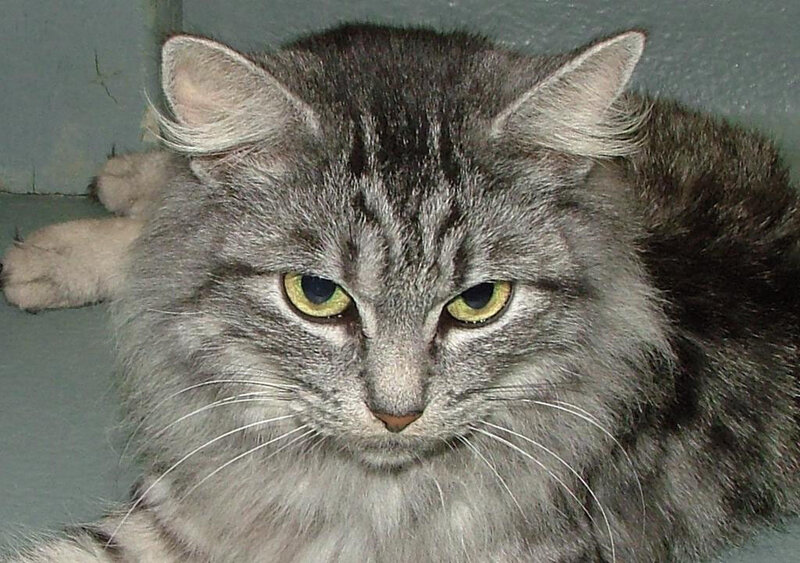 fluffy gray tabby cat