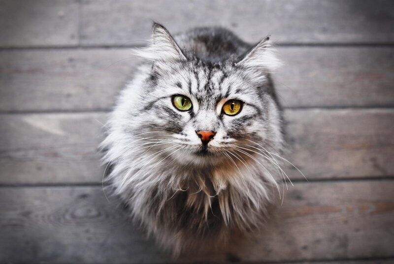 Fluffy Gray Tabby Cat — Calm, Photograph